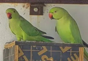 بغبغاء دره زوج للبيع