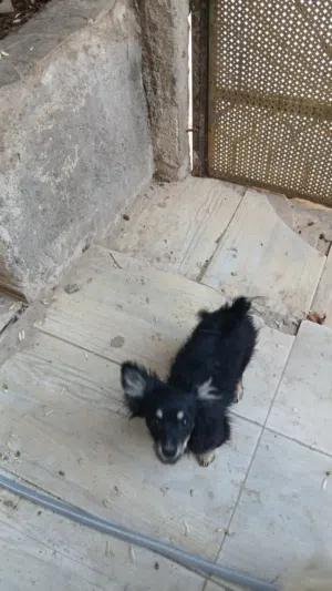 كلاب كمان في الصور عده اثنين لون واحد منهم ابيض والثاني اسود الكلاب معهم كروت المطعوم من الحجم الصغر