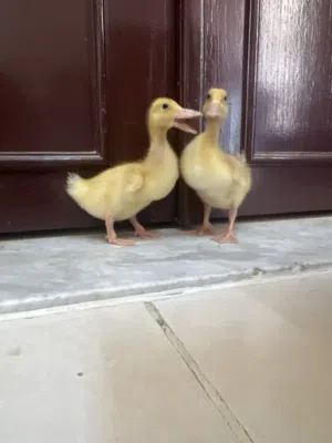 بطتين للبيع