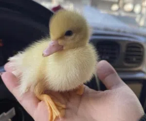 صيصان بطه اليف