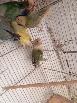 ‏ببغاء‏4