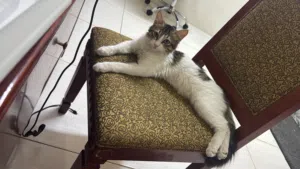 Kitten for adoption for free