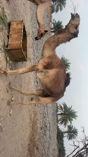 اللبيع قعود مطلوب 800 اللبيع قعود توصل