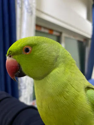 ببغاء درة هندي بدايه تطويق وكلام معه كلمتين