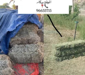 تتوفر برايد انتاج جديد بكميات