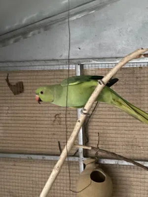 بغبغاء دره انثي