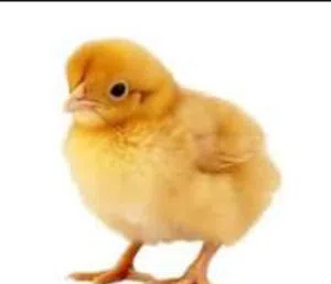 مطلوب كتكوت لحم لعنده يتواصل معي
