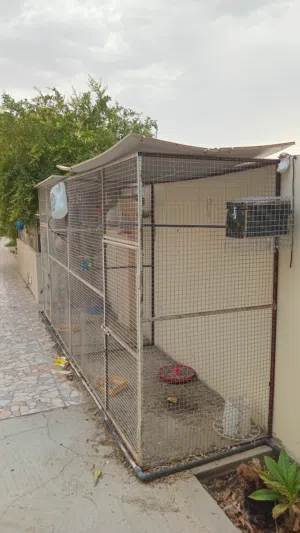 للبيع قص كبير مقسوم بالنص فيه بابين مع الطيور ببغاء الدره بادجي زيبرا حمام صيني
