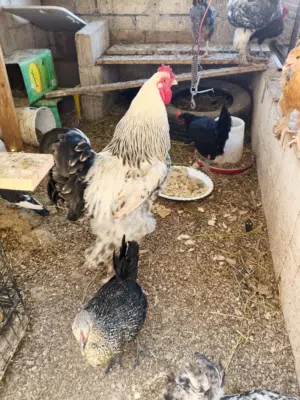 دجاج بلدي  للبيع