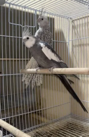 ازواج كوكتيل