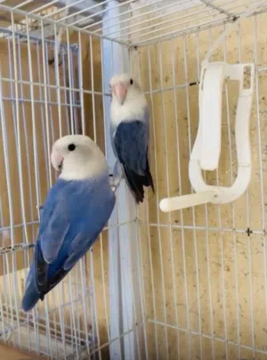 روز زوج جاهز للإنتاج طيور محلية