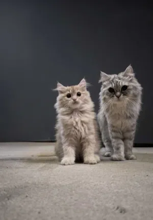 قطط 2 شيرازي للبيع