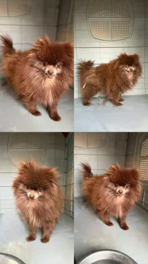 Pomernianian