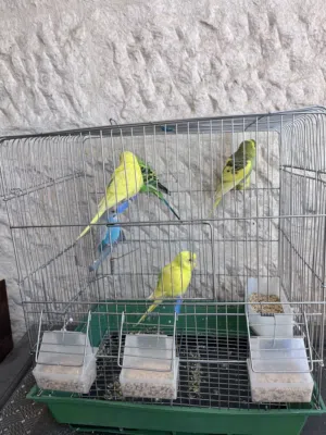 عصافير حب عددد5 مع القفص