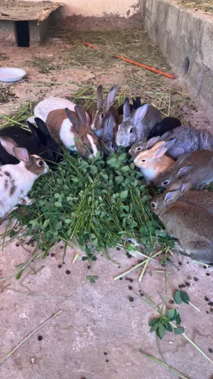 أرانب عمانيه وبط مصري المكسوفي