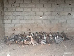 بط إنجليزي من 40 إلى 50 طرف