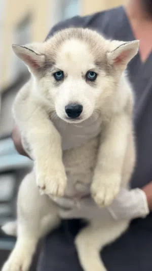 Last husky puppy متوفر آخر يرو هاسكي