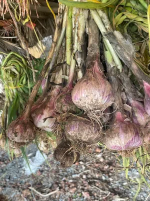 ثوم عماني ممتاز