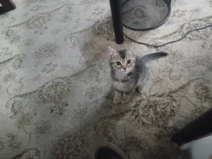 قط روسي مع سكوتش للتبني