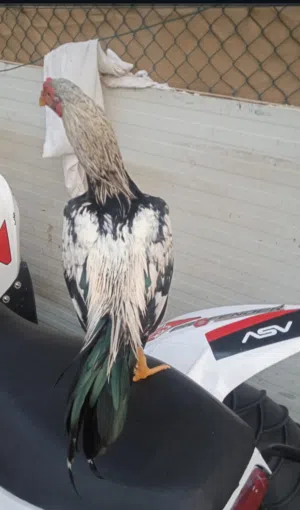 Pakistani Aseel rooster