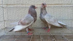 للبيع طبه صنعاوي بطن واحد بيور