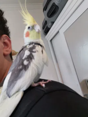 كروان أليف للبايع