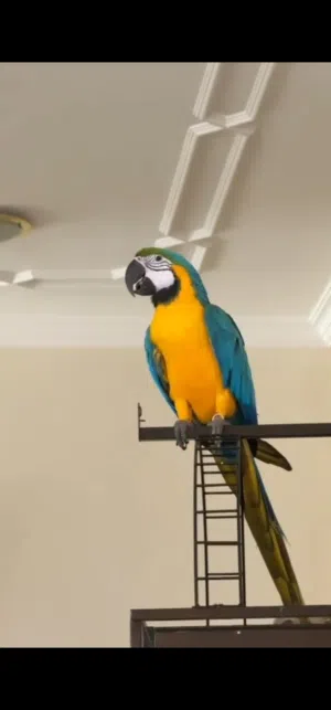 Blue & Gold macaw super friendly talking indoor free flight