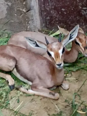 Deer3