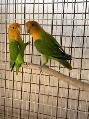 للبيع زوج روز ماشاءالله نظيف جداً فرصة للي بيقتني شي طيب