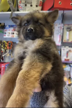 جرو جيرمن شيبرد مستوا عالي