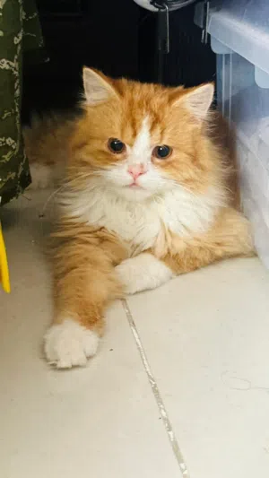 EMERGENCY LEAVING OMAN  Orange color male cat for sale FULLY VACCINATED
