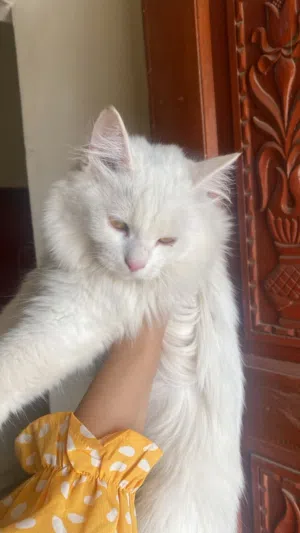 Persian Cat