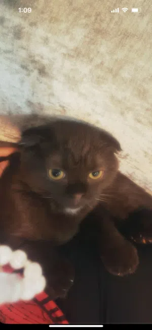 قط ذكر سكوتش فولد