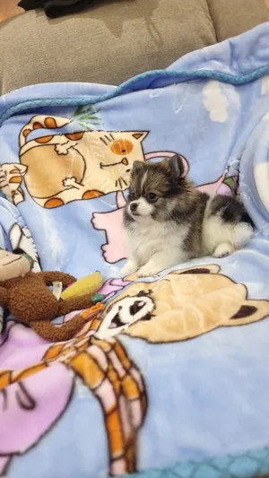 Pomeranian0