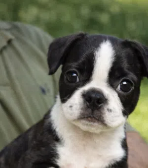 أجمل  بنت فرنش  بلدوج لون نادر اهالى مستورده مطعمه 50 يوم  بتاكل من اكل البيت واخر شقاوه ولعب وبتحب