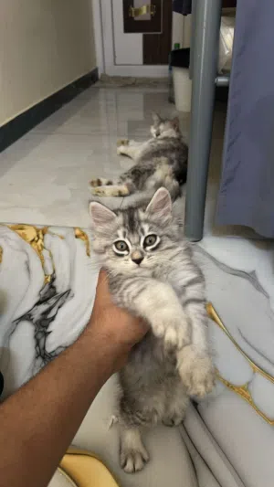 قط شيرازي للبيع