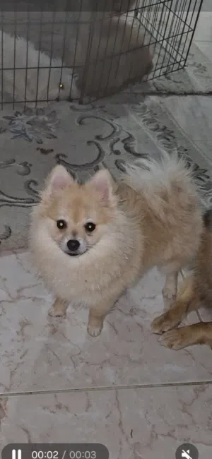 available female pomeranian 1 half years old vaccination and passport available