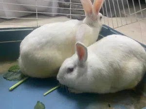 rabbits(albino) Breed