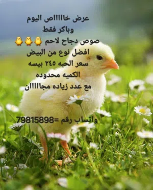 دجاج لاحم للبيع