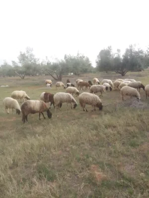 غنم للبيع .