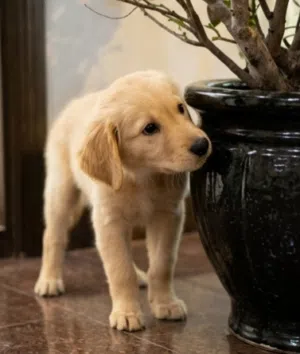 Golden retriever puppy