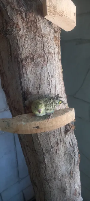 Birds0
