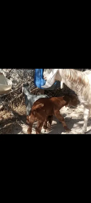 Goats1