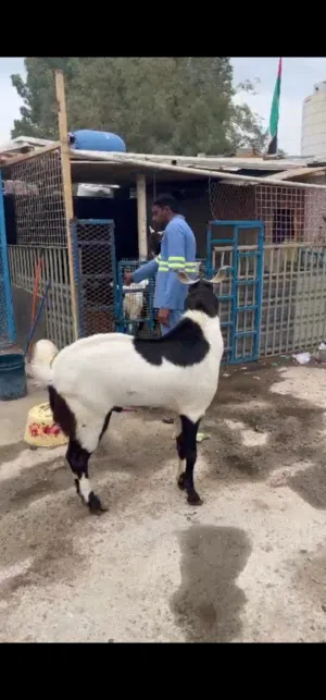 Pakistani male goat