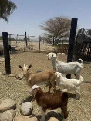 حلال للبيع