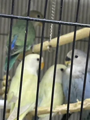 Love birds