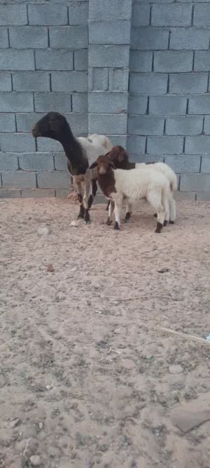 نعجة متاومة