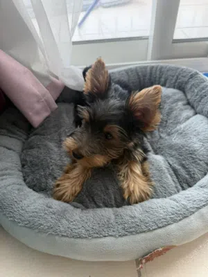 Purebred Yorkshire Terrier Puppy – 4 Months – Vaccinated & Microchipped