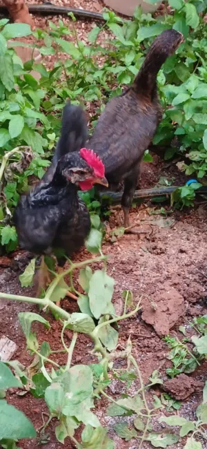 ديوك بلدي عمر شهرين بصحه ممتازه الديك ب4دنانير والأربعه ب15