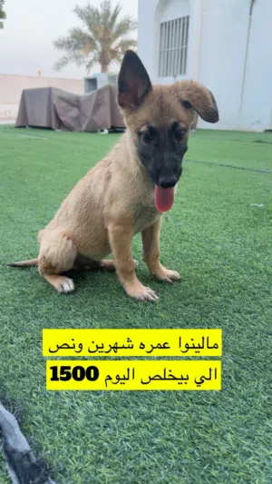 مالينوا شهرين ونص سعر اليوم حرق